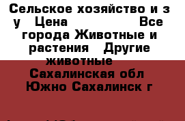 Сельское хозяйство и з/у › Цена ­ 2 500 000 - Все города Животные и растения » Другие животные   . Сахалинская обл.,Южно-Сахалинск г.